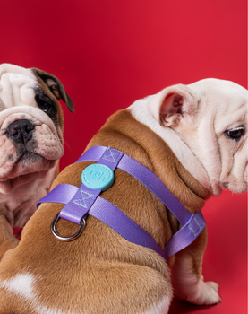 Conjunto Peitoral Tradicional e Guia Lilás